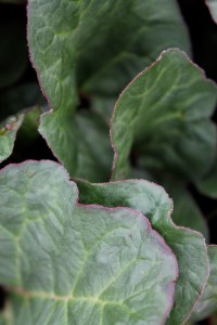 Rhubarb 2