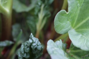 Rhubarb