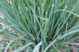 Chives