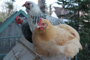 Birds on the coop