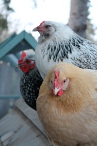 Chickens roosting on the roof
