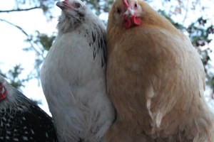 Birds on the coop