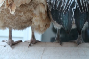 Roosting on the coop