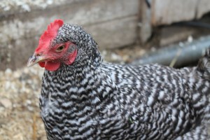 Barred rock chicken
