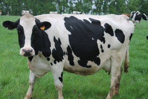 Dairy Cow