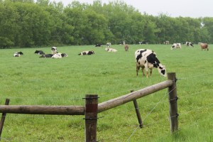 Cows on the pasture