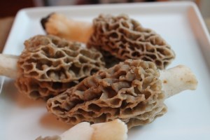 Morels