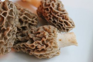 More morels