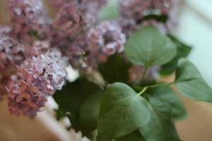 Lilacs