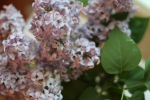 Lilacs blooming