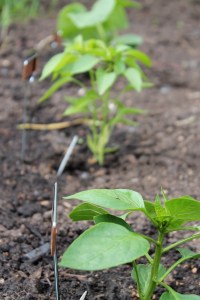 Pepper plants lined up