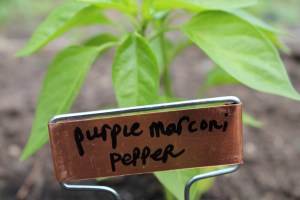purple pepper plant