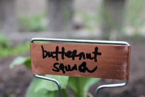 butternut squash