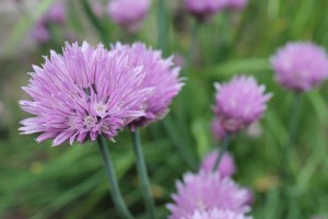 Chive flower 3