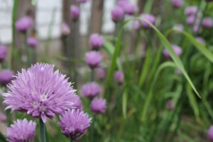 Chive flowers 1