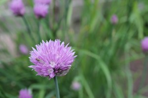 Chive flowers 2