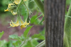 Flowering tomato plant
