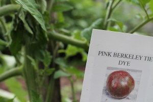 Pink Berkeley Tie Dye