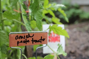 Amish tomato paste