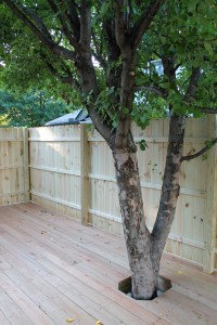 Deck around the apple tree