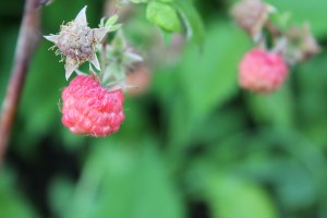 Ripening raspberries