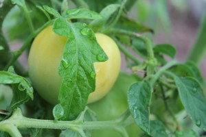 Ripening tomato