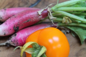 Tomato and radish