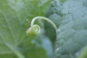 Spiraling tendril