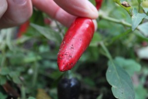 Cold fingers, red pepper