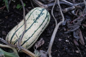 Delicata squash