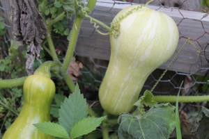 Unripe squash