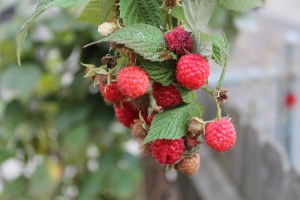 Raspberries