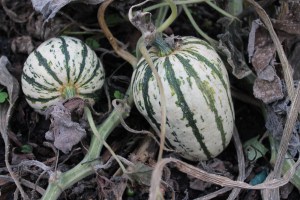 Delicata squash