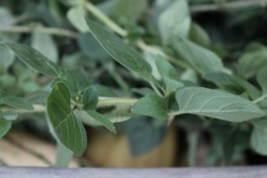 Oregano