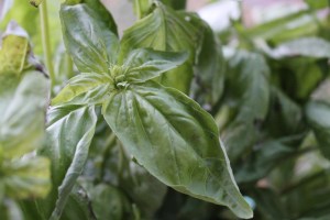 Basil
