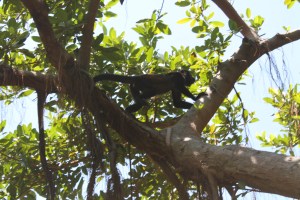 Monkeys in Costa Rica