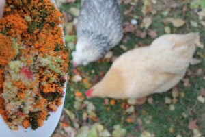 Chickens Eating Juice Pulp