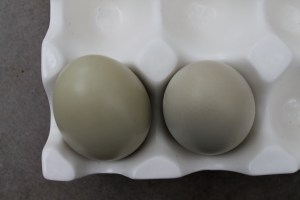 Roz's Eggs