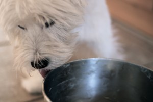 Henry licking a bowl