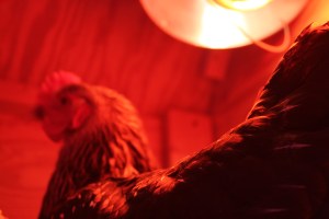 Chickens in their coop