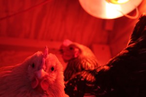 Chickens under the heat lamp