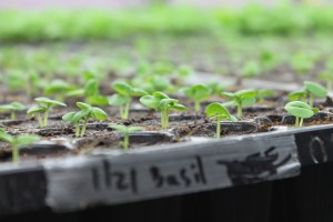 Seedlings