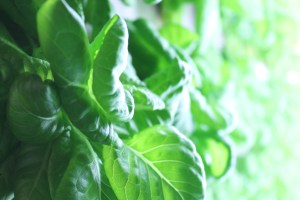 Hydroponic Lettuce