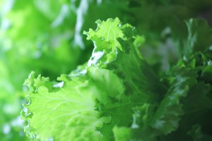 Lettuce