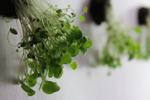 Watercress