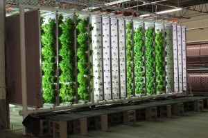 Hydroponic Farm