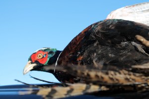 Pheasant