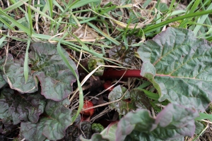 Rhubarb growing