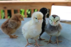 Our 4 new chicks at just 2 days old!